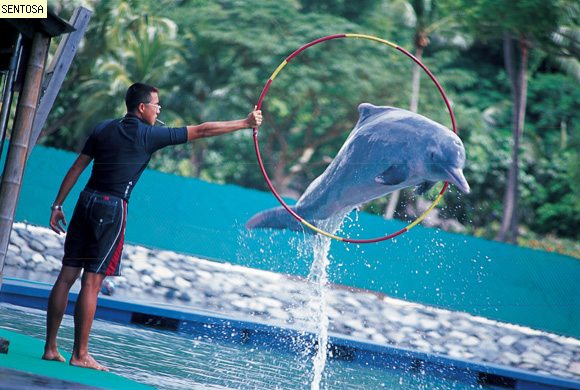 singapore-dolphin-lagoon